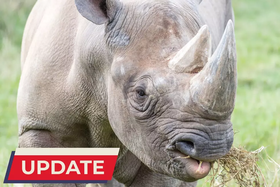 Lansing’s Critically Endangered Rhino Doppsee in Intensive Care