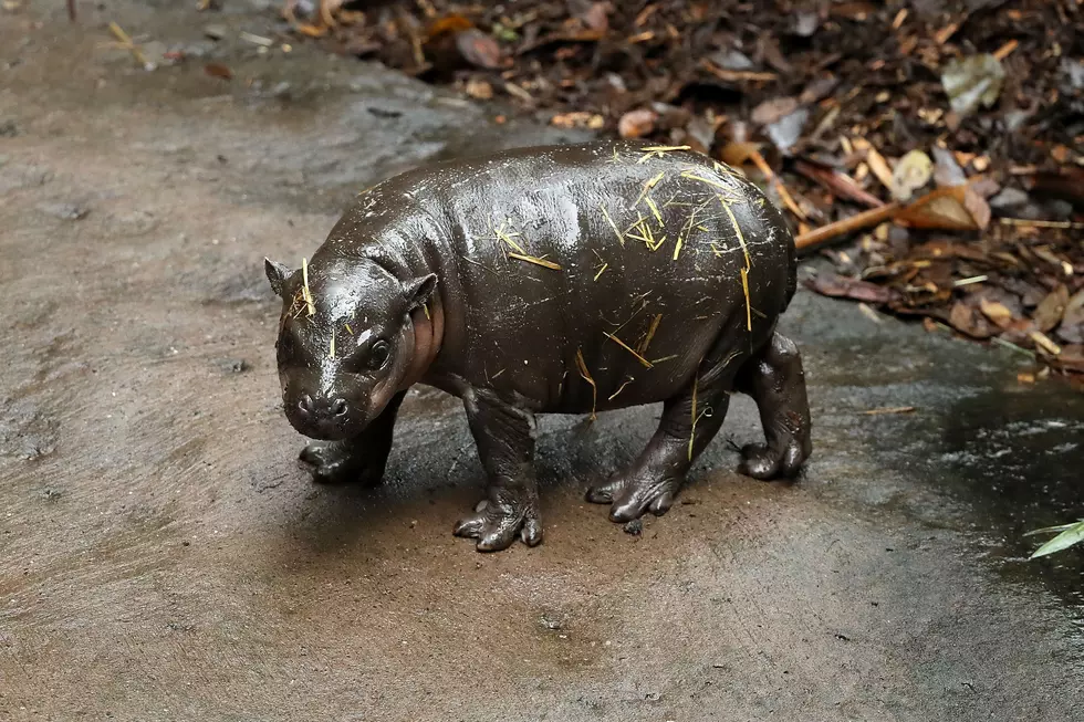 West Michigan Welcomes First-Ever Pygmy Hippo Calf at John Ball Zoo